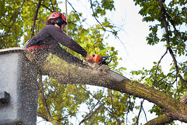 Lutz, FL Tree Services Company